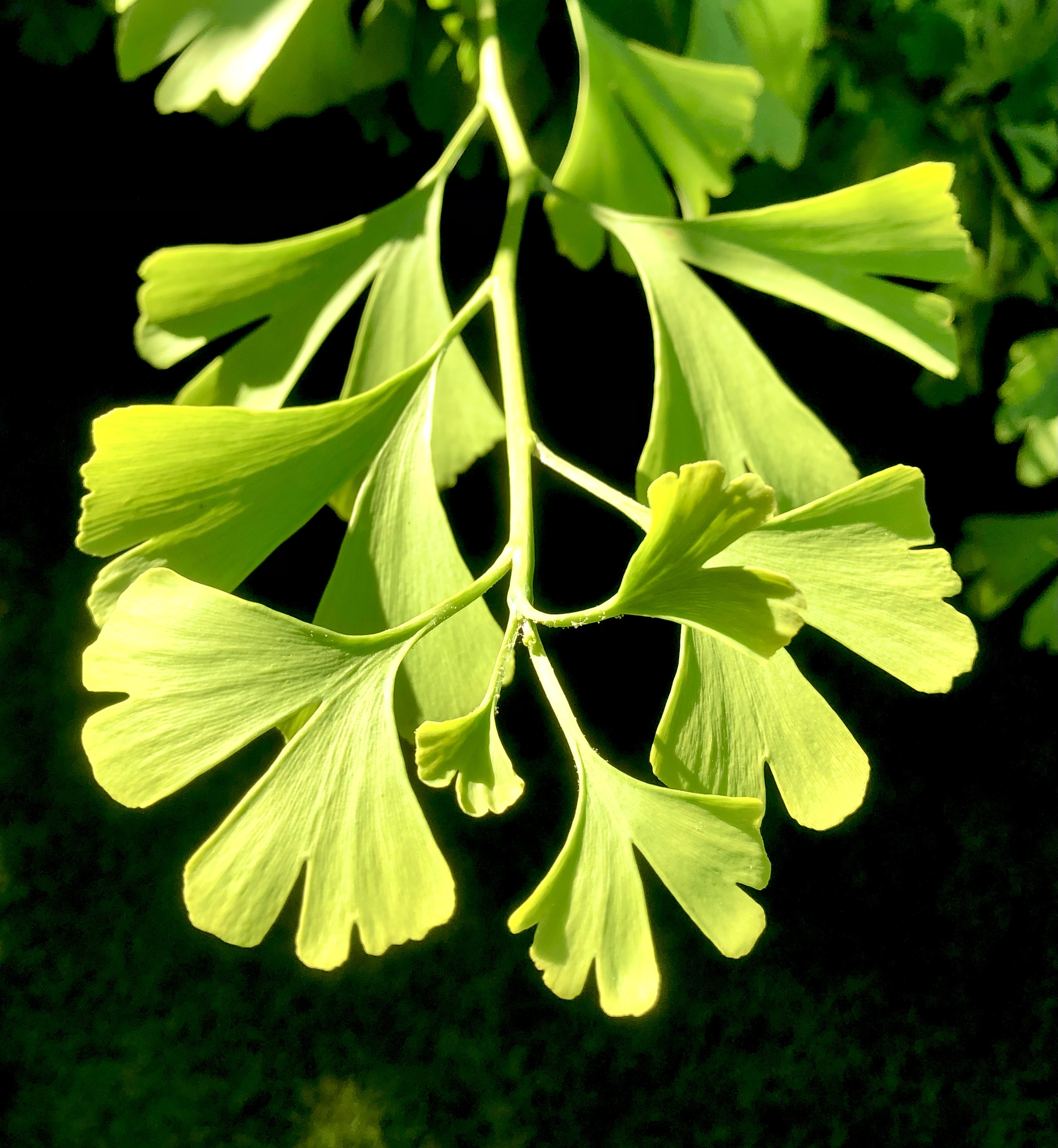 GinkGo Dreams